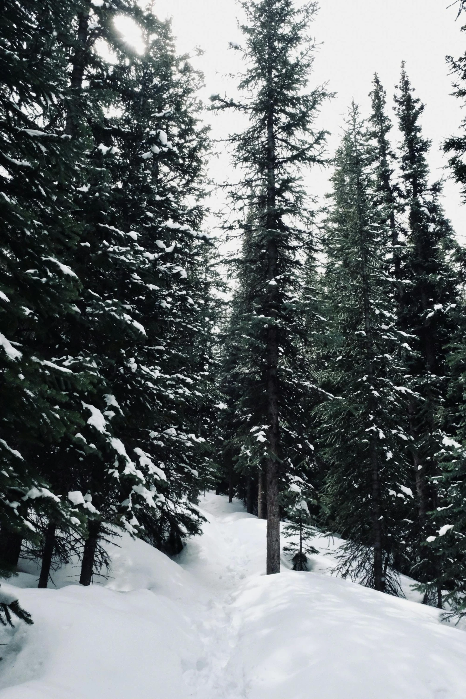 the snow trail is very snowy with some pine trees