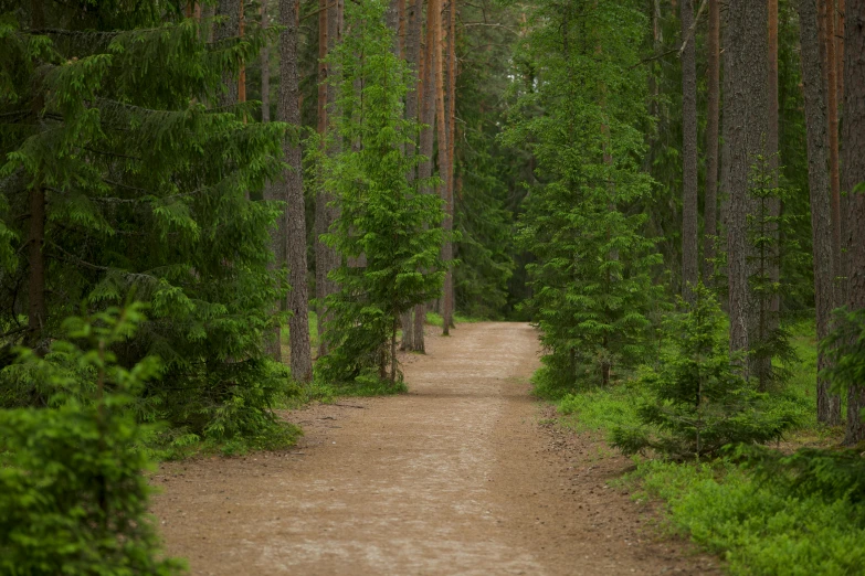 a forest path with several trees on the sides and many green foliage