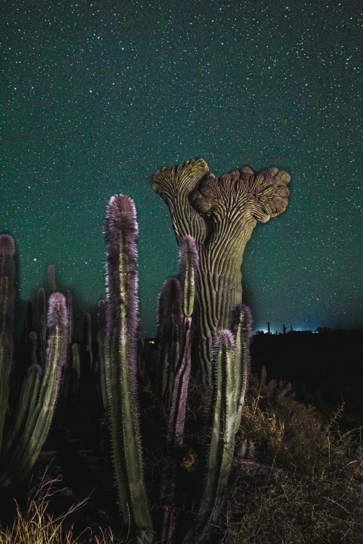 the night sky with stars and milky over cacti