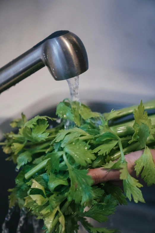 someone pours water from a faucet over plants