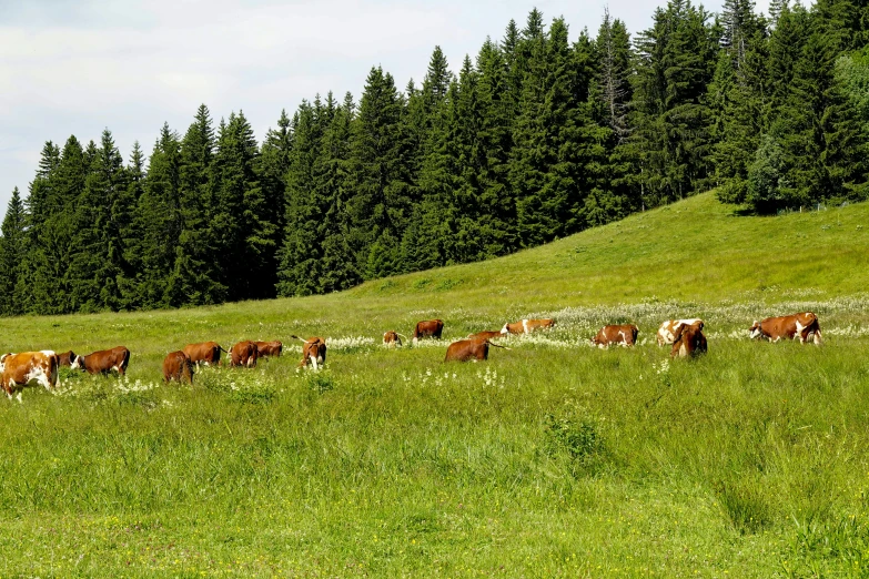 a herd of cows are eating grass on the side of the hill