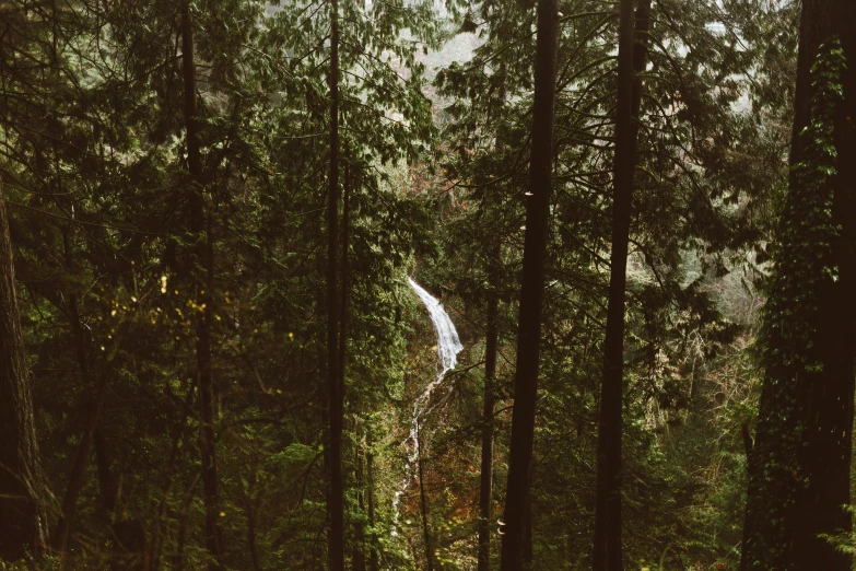 the road is going through the forest on the other side