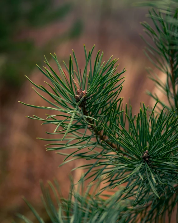 close up of a pine tree nch in the forest