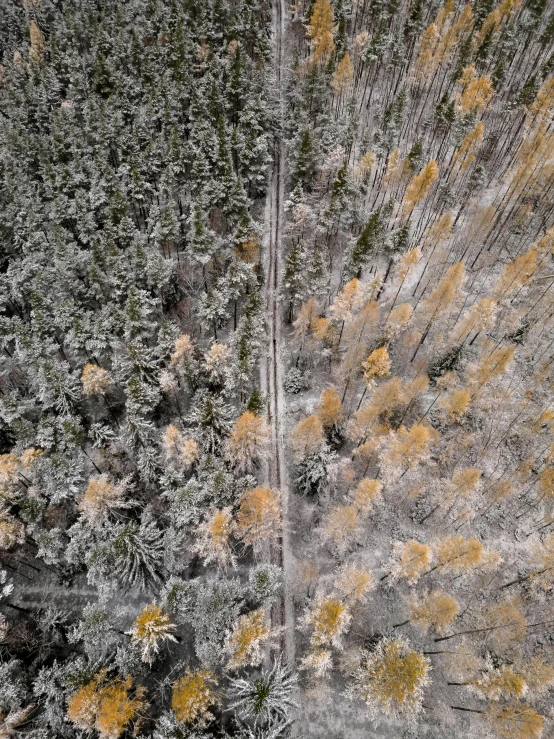 the aerial view shows a thick forest filled with yellow and gray