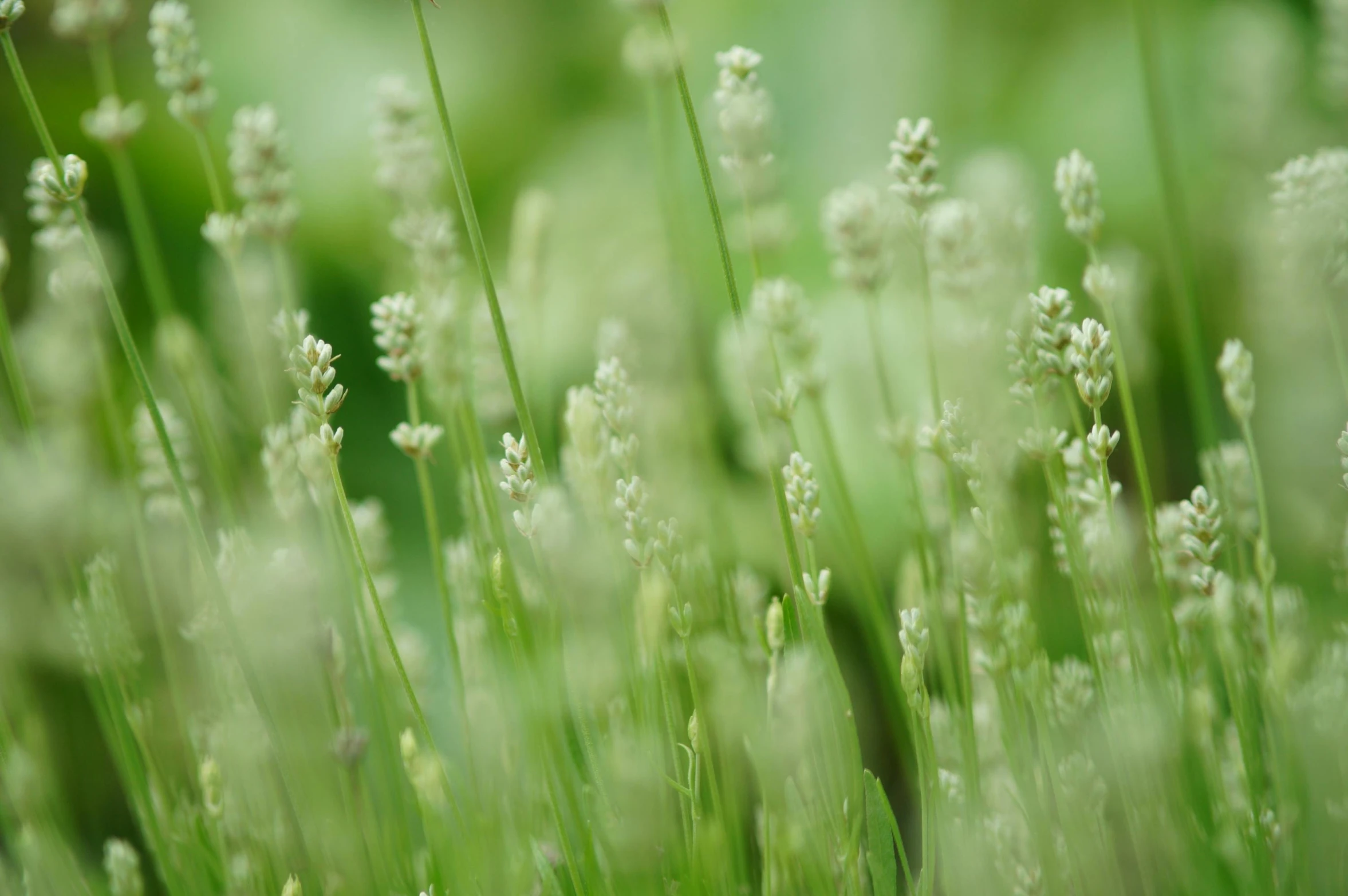 small, white flowers are growing in the green grass