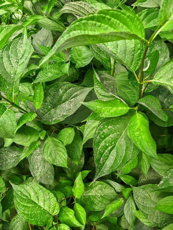 a leafy tree filled with green leaves and brown stems