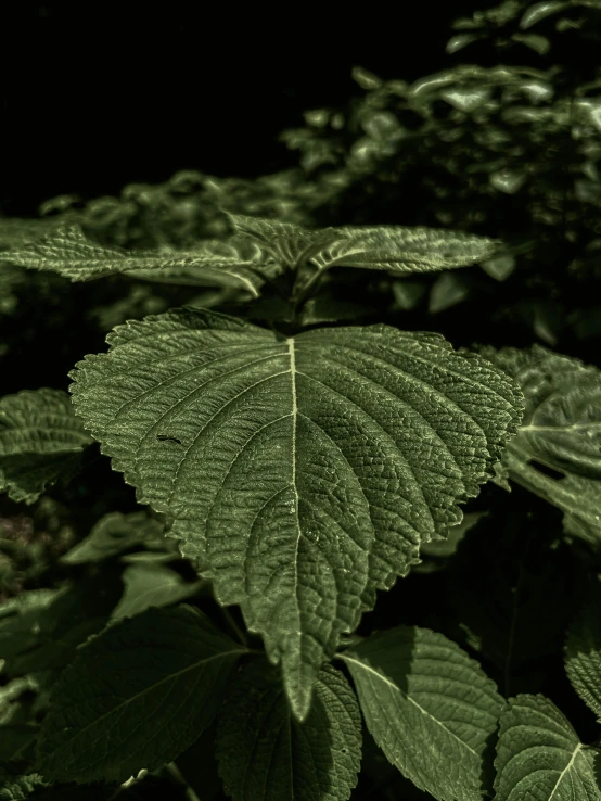 a leafy green plant is lit by the light from a lamp