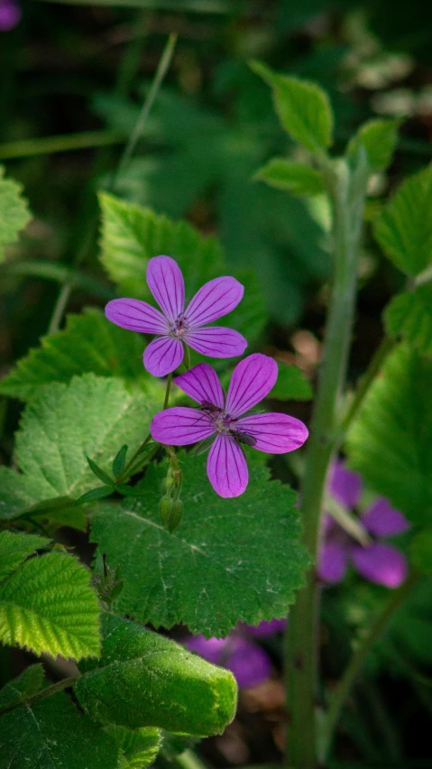 some purple flowers on the green leaves