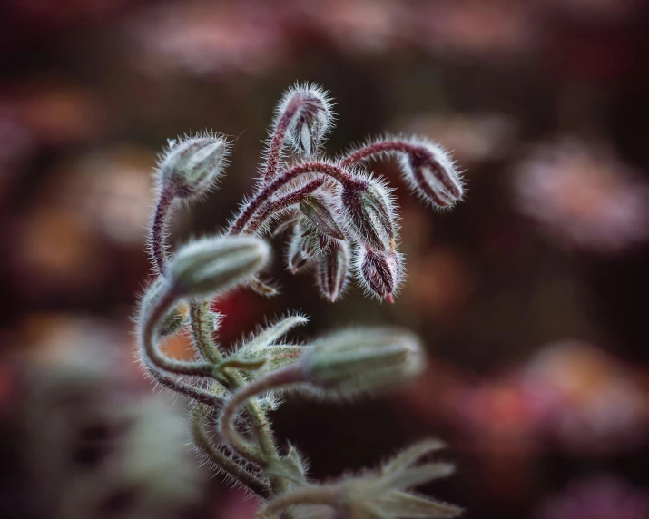 the small buds on this plant are frosted