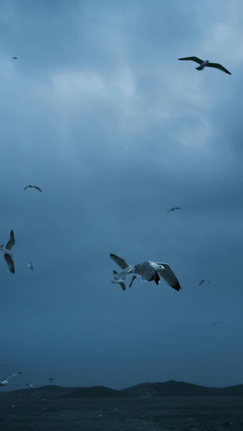 many birds are flying in the sky during dusk