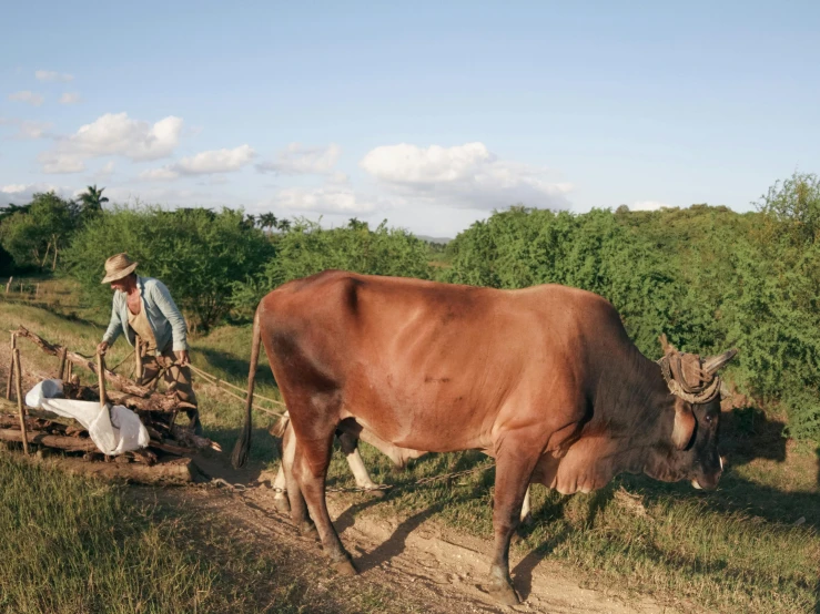 man working with farm animals on a sunny day