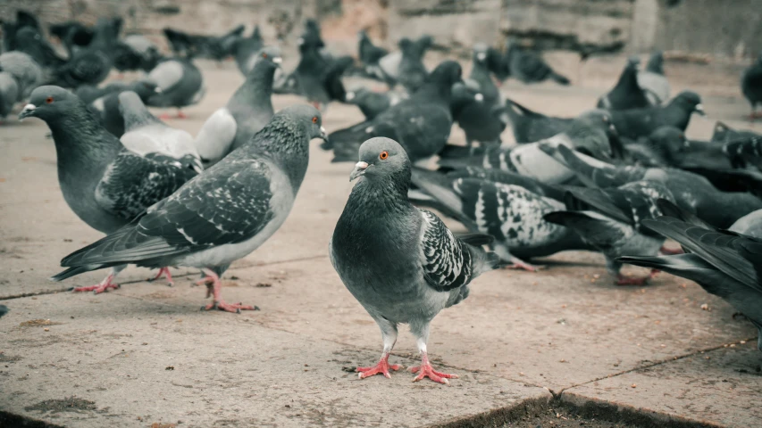 a large flock of pigeons sit on the ground