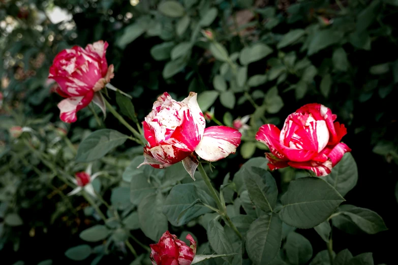 three red flowers growing in a garden area