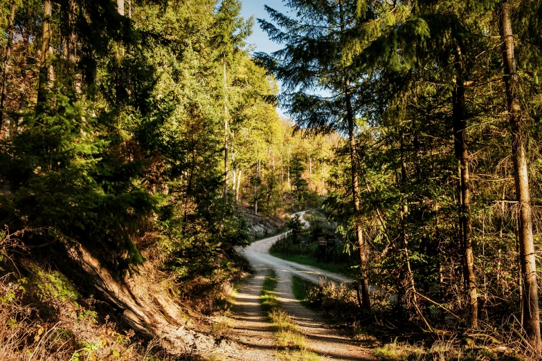 a dirt road running through a forest covered in trees