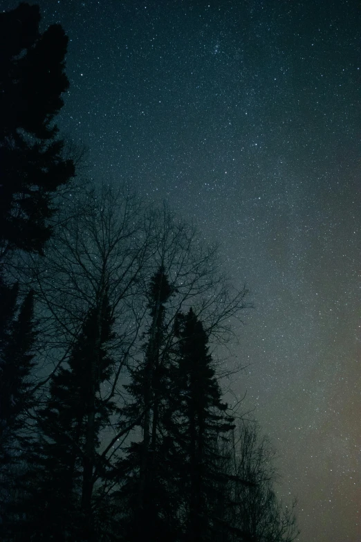 some trees and a night sky with a lot of stars