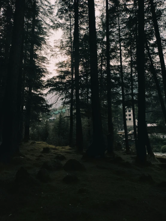 a black and white po of the forest at dusk