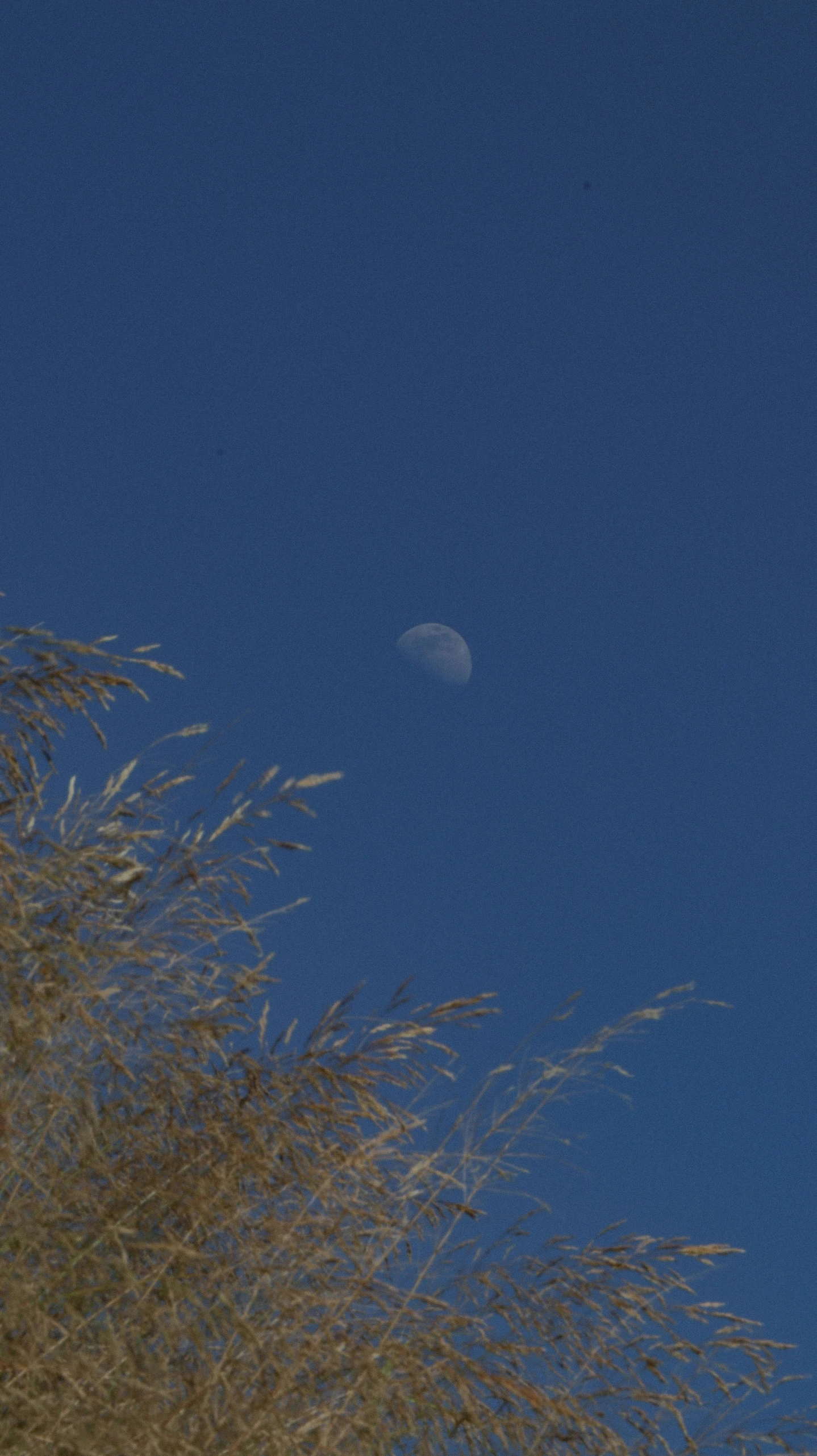 a clear night sky with a half moon behind a thin bush