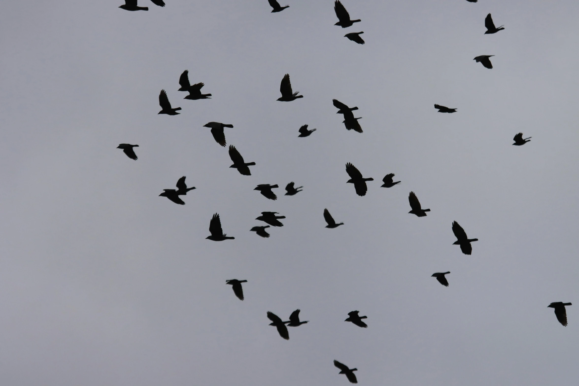 there is a flock of birds in the sky