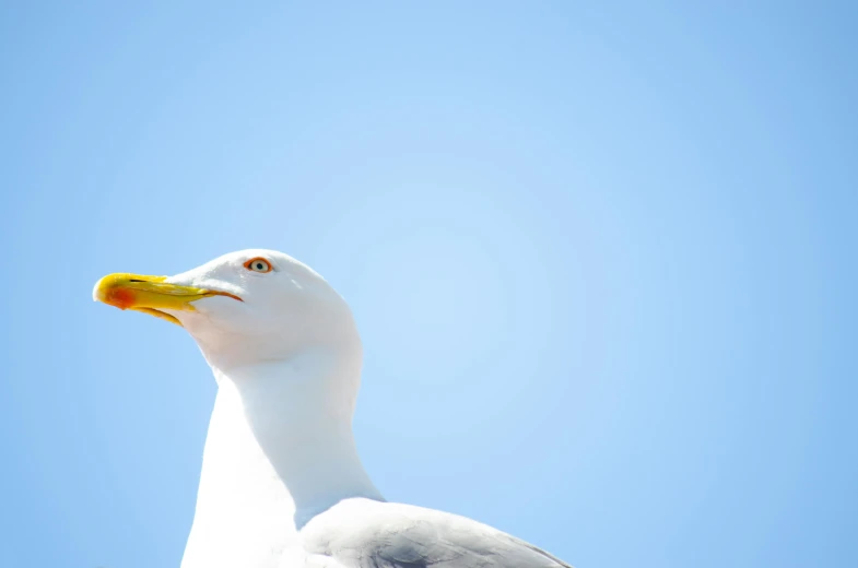 seagull with bright yellow beak against blue sky