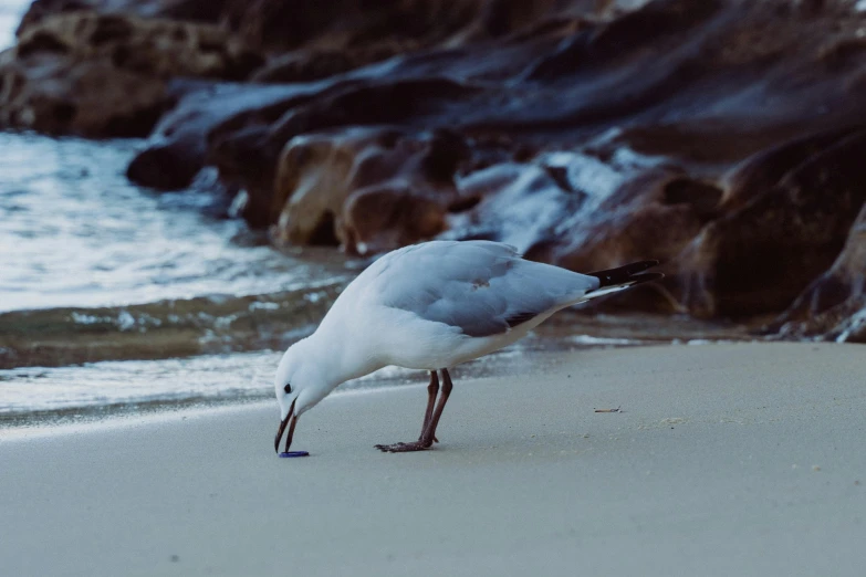 a close - up po of a seagull eating on a beach