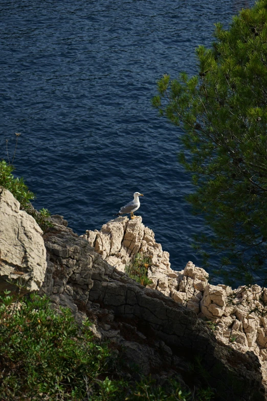 there is a white bird sitting on a rock