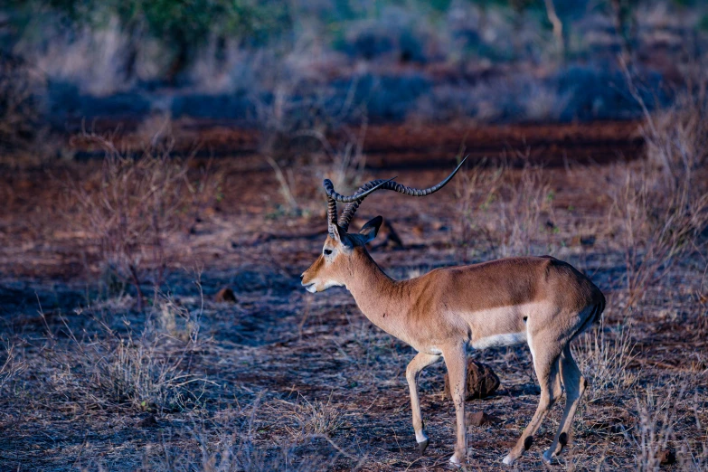 a small deer standing in some brown grass