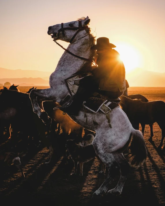 a man in cowboy hat on horse during sunset