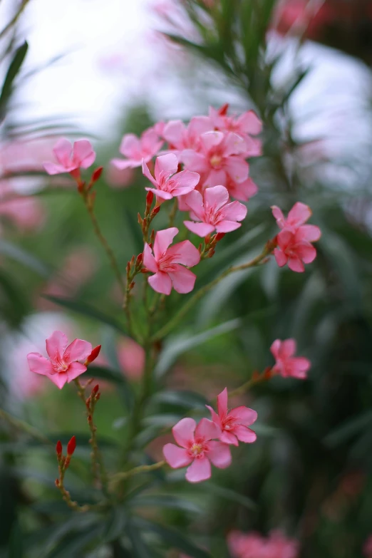 pink flowers are splayed on the stems with green leaves