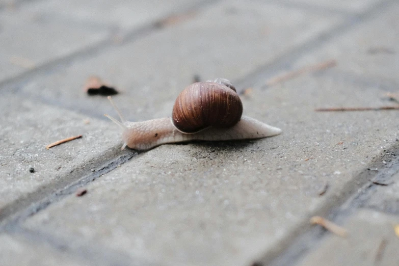 a snail on the pavement, with its head sticking up