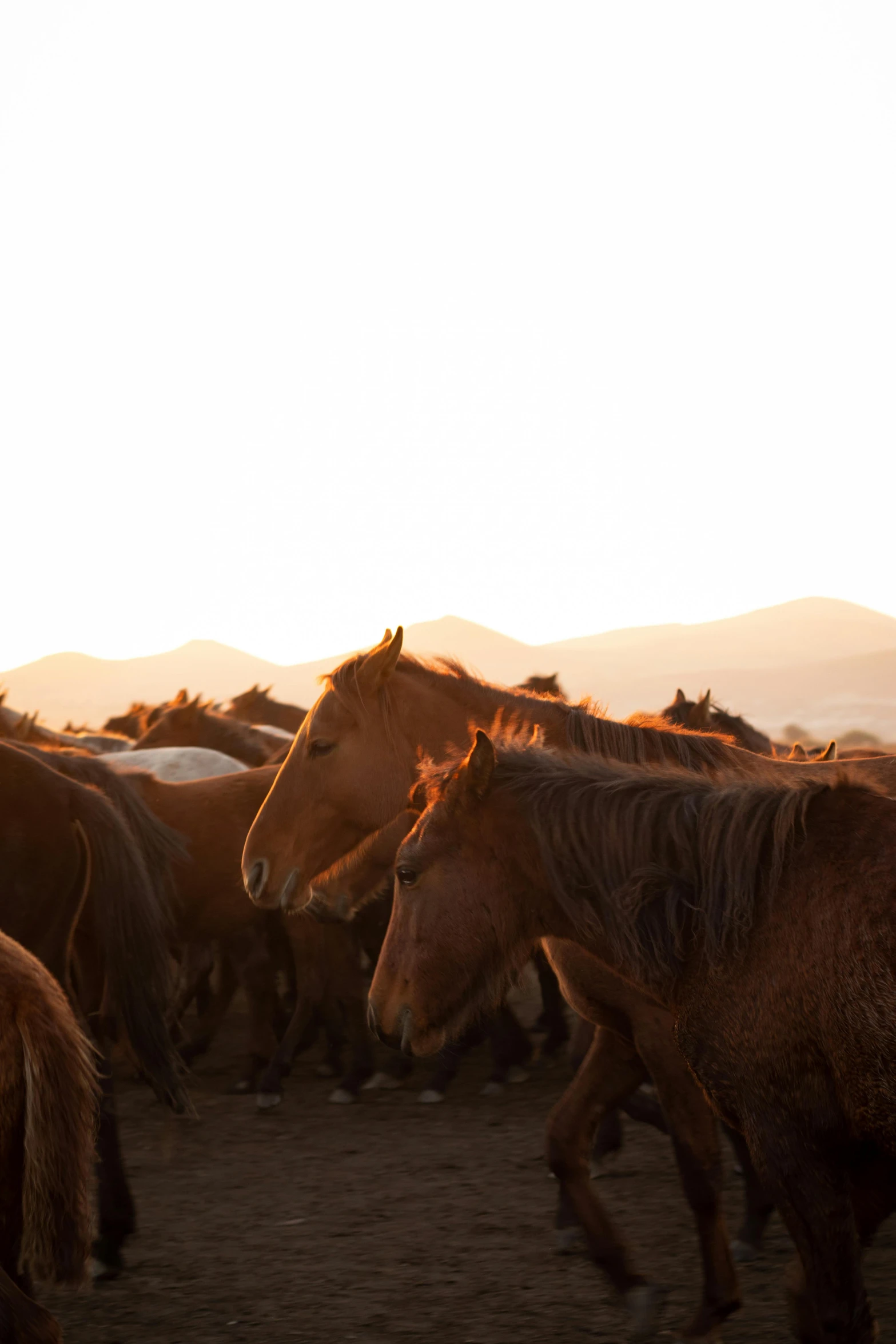 several horses stand close together on a sunny day