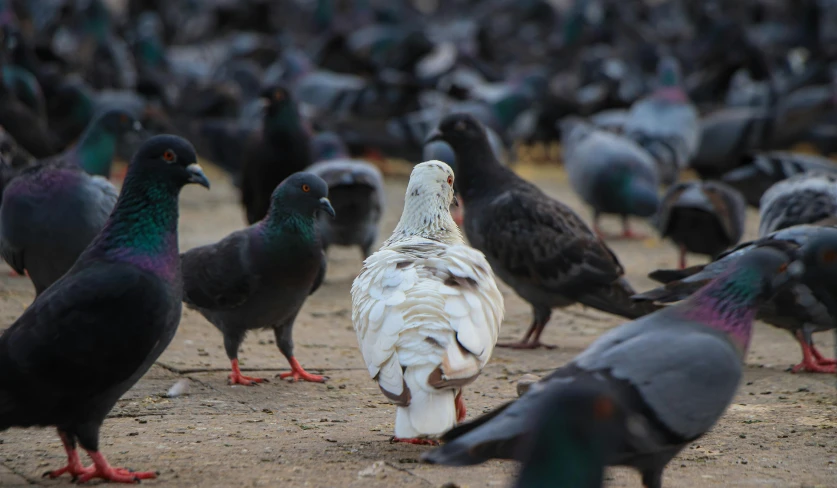 a bunch of pigeons gathered together eating food