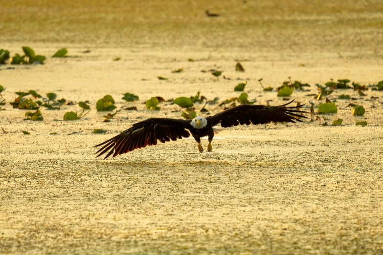 an eagle is flying low over a body of water