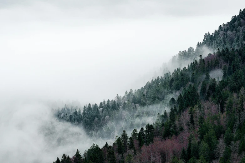 a forested area with trees covered in fog