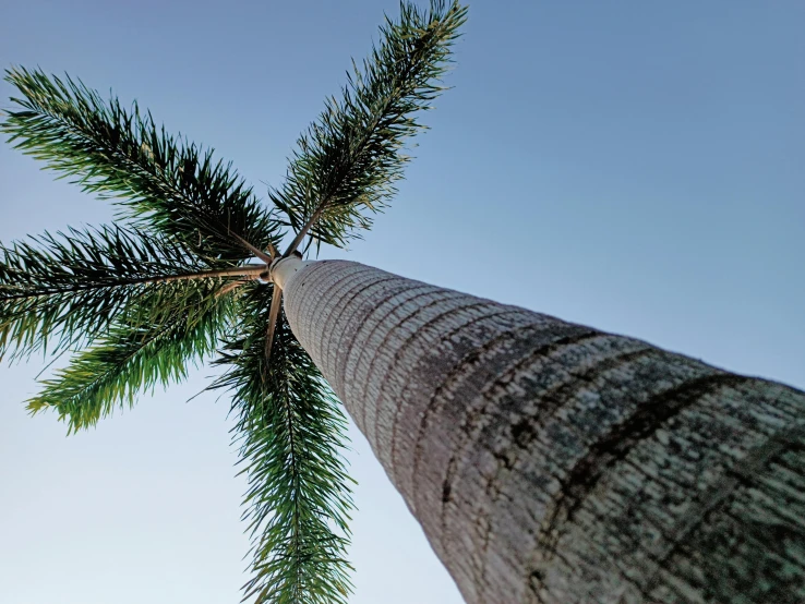 a tall tree standing in the sky looking up