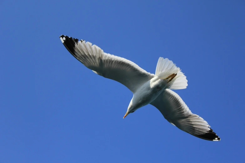 a white bird flying in the sky with its wings spread