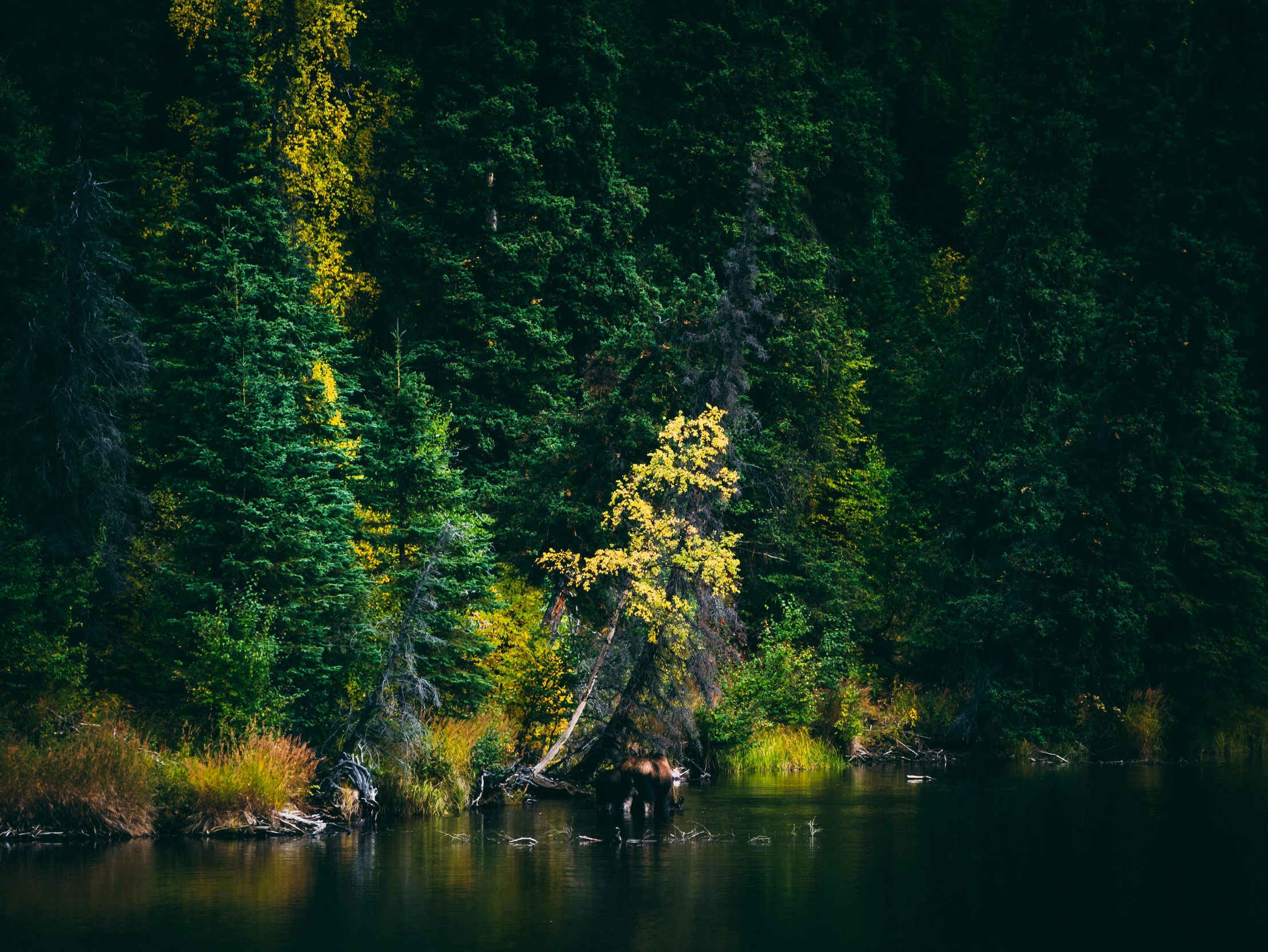 trees lining the shoreline of a lake with water below