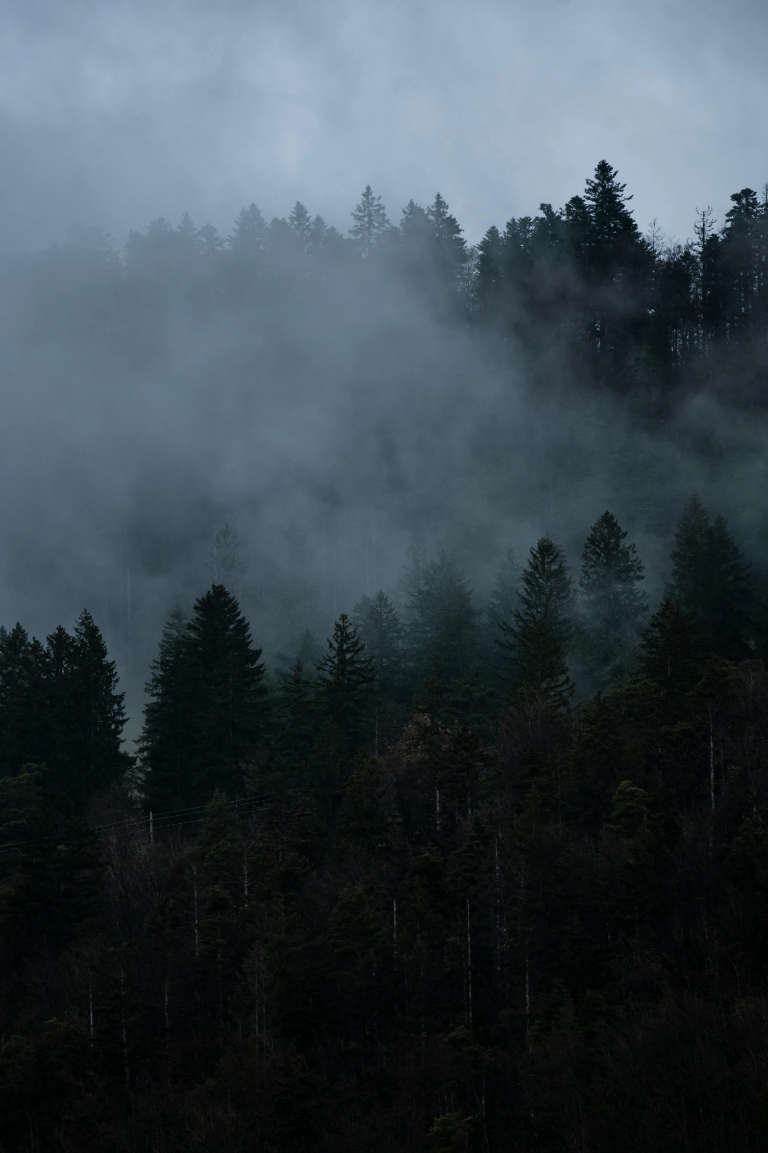 a hillside that has trees covered in fog