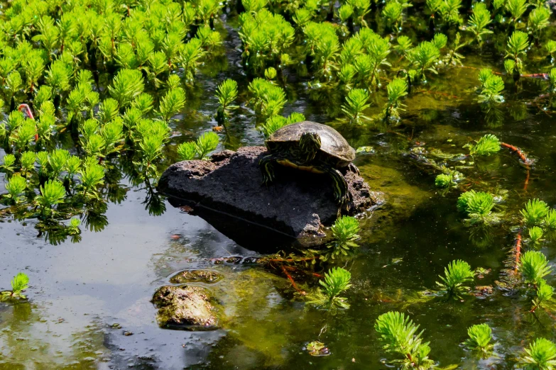 a turtle in a pond with rocks and plant life