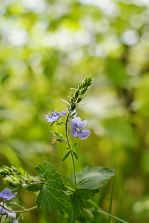 a blue flower sitting in the middle of green plants