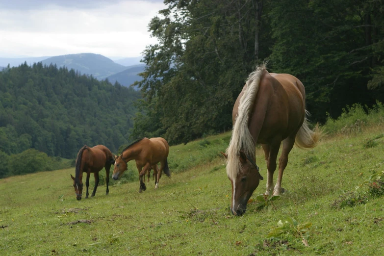 three horses grazing on grass near the woods