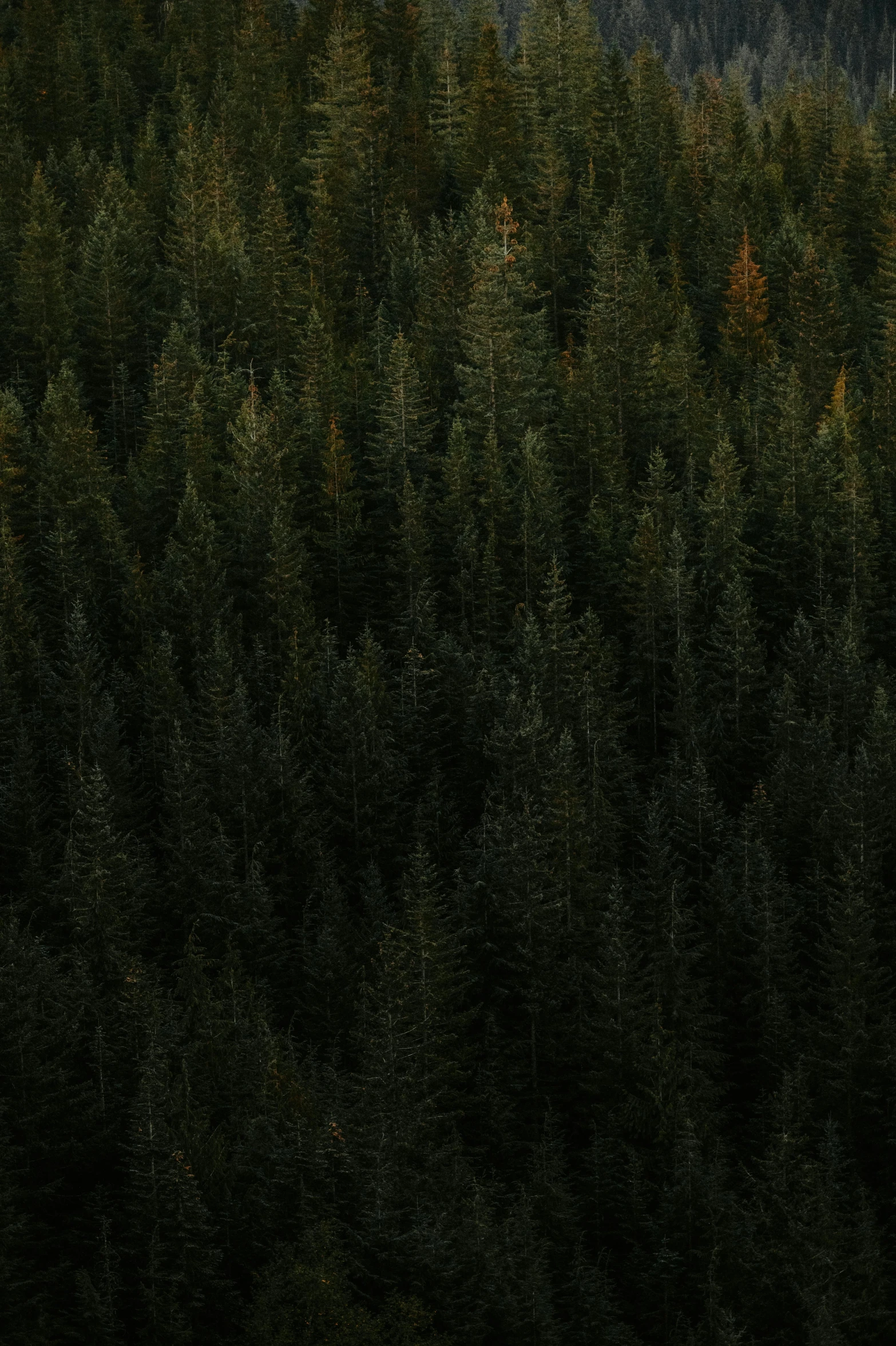 some green trees and a large mountain is in the distance