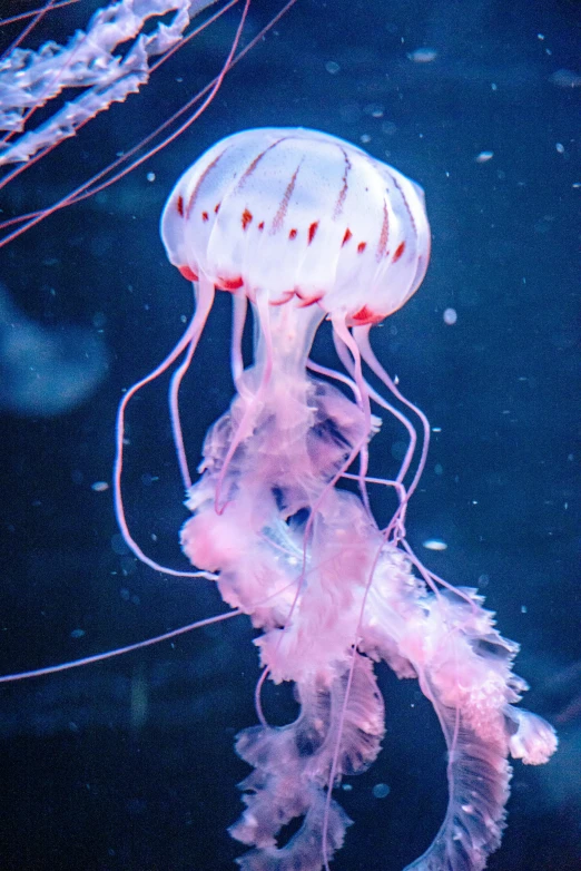 a jellyfish swimming in an aquarium under water