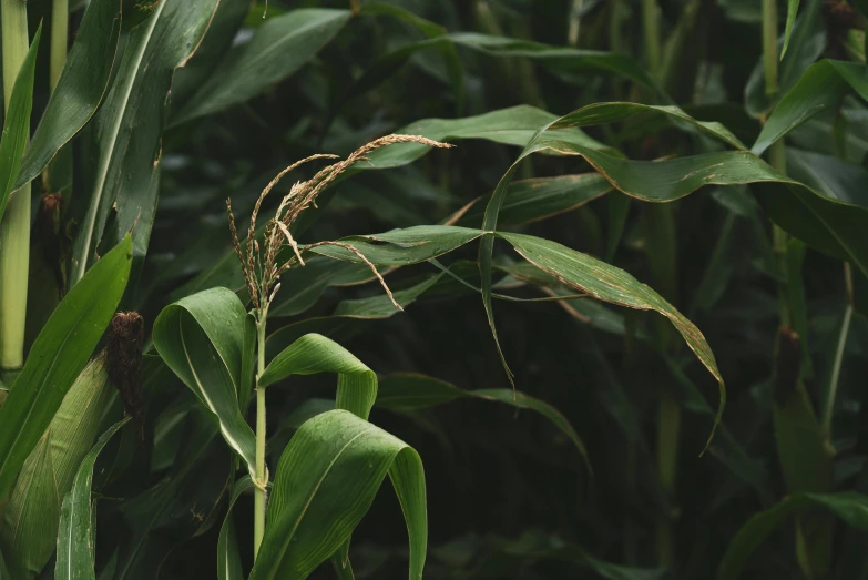 a small bird is standing in the tall grass