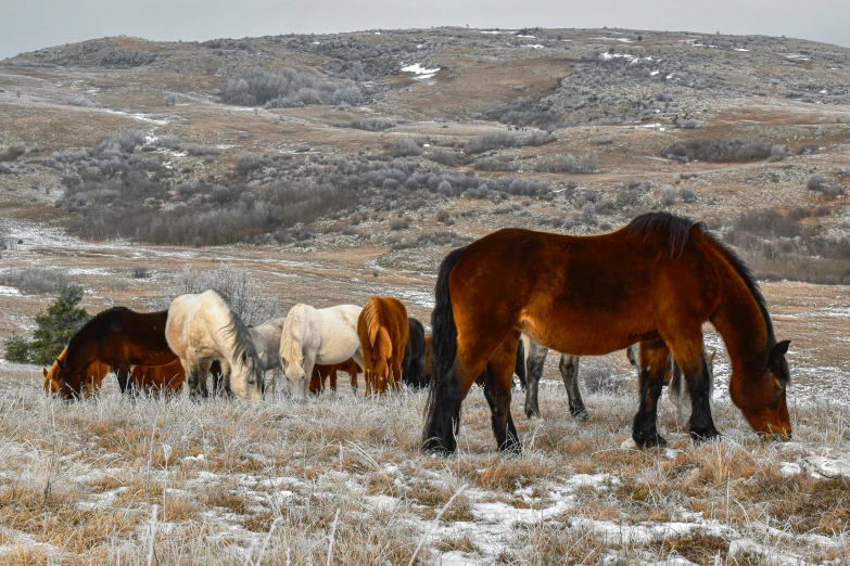 four horses standing and grazing on a snowy field