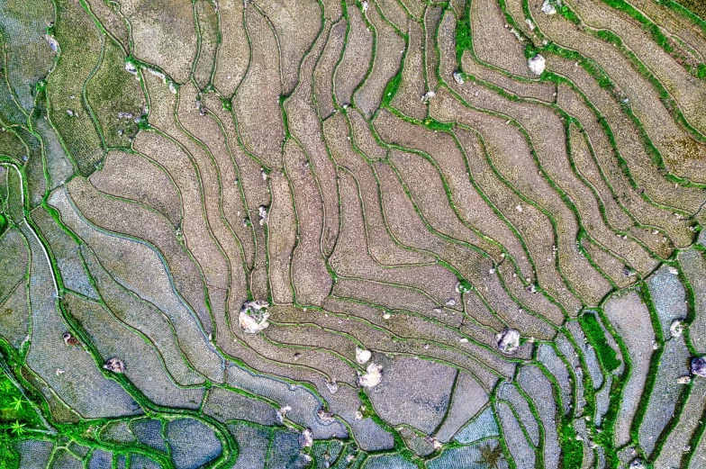 this aerial po shows grass ridges and rocks in the ground