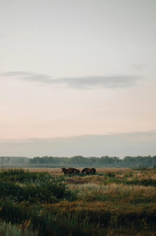 a couple of horses walking on top of a lush green field