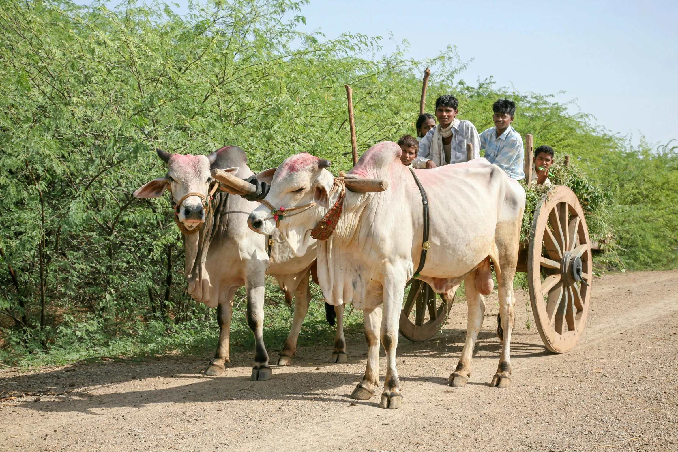 the people are riding on the cart attached to two cows