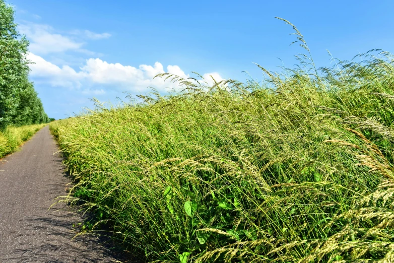 a motorcycle is parked in front of some tall grasses