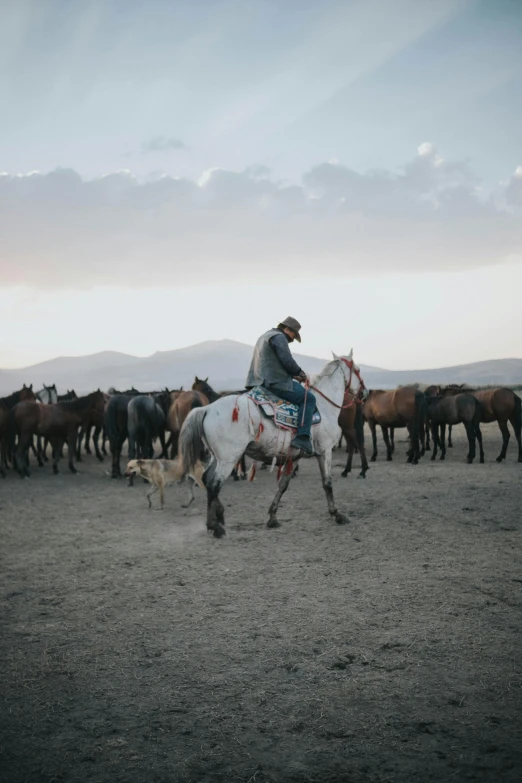 a person riding a horse in the middle of a large herd of horses