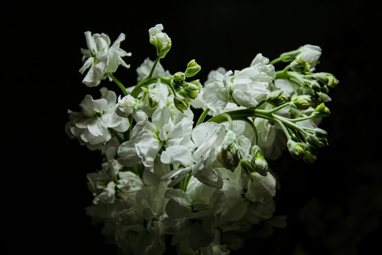 small, white flowers are blooming out in the dark